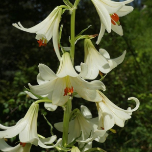 Lilium akkusianum  @North-east Turkey